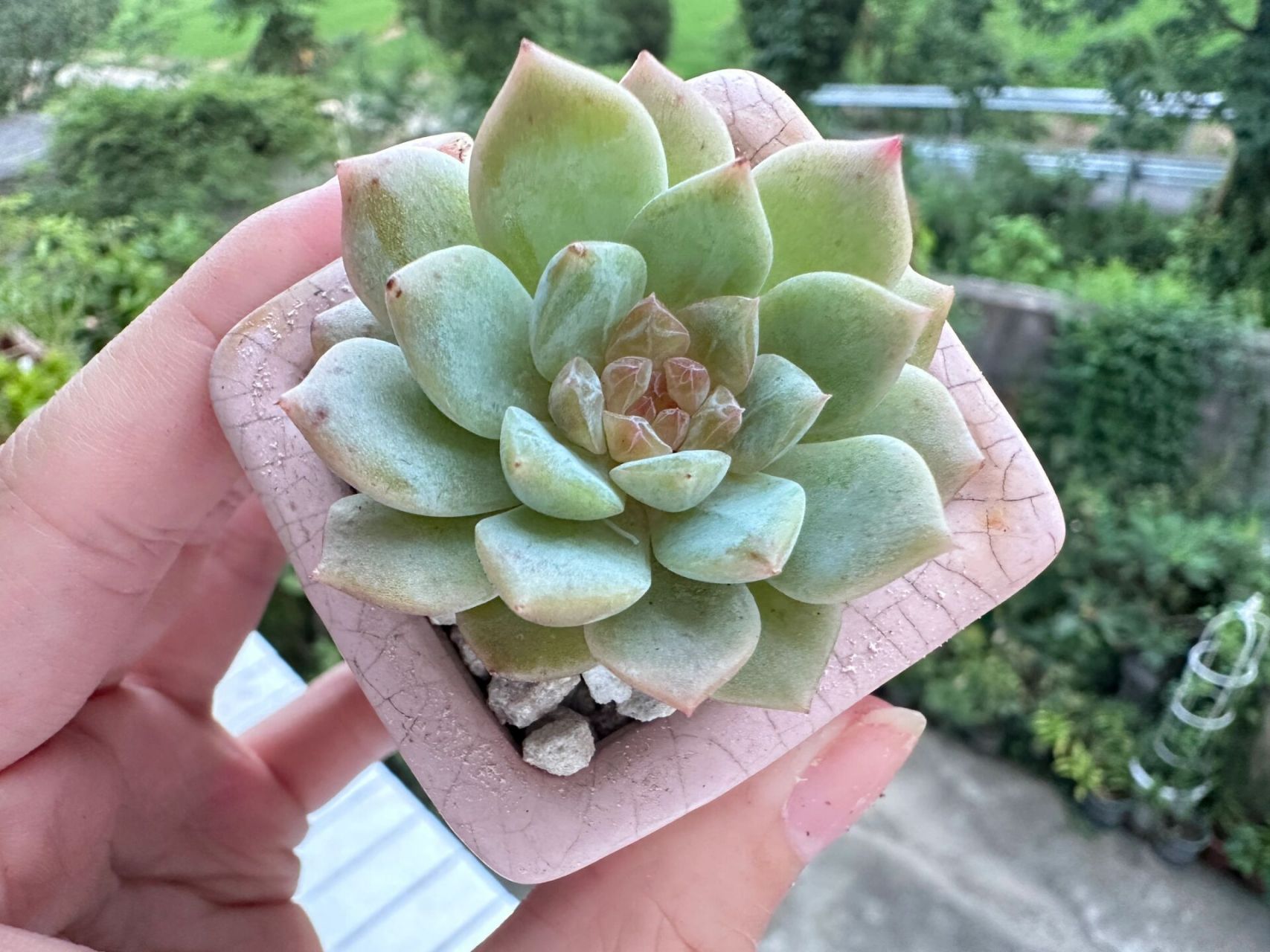 胖虎好可爱78 新买的干冰多肉,期待控成小桩子90 夜莺超肥超可爱