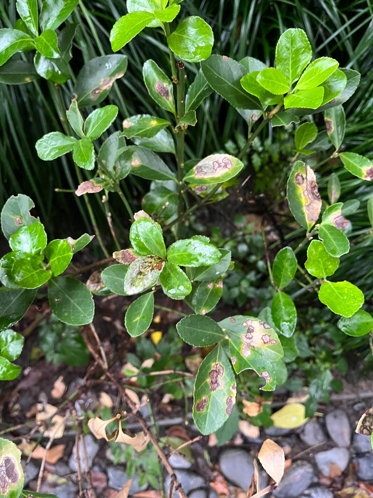植物炭疽病叶片会发黑褐色,腐烂甚至枯萎 今天路过小区,发现旁边绿篱