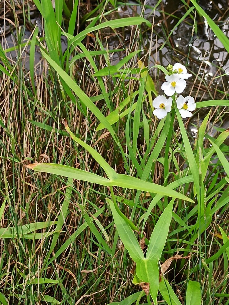 别名:慈姑,水慈姑,三脚剪 花语:永恒的爱恋,纯粹丶永结同心,高贵卜膊