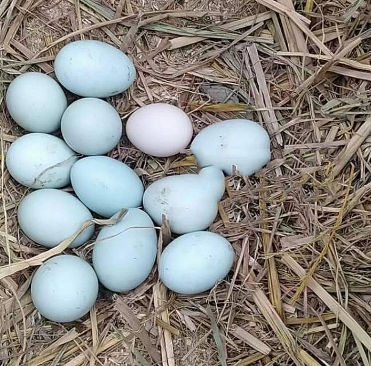 初生蛋|五黑鸡 全程散养,无抗无农残的珍禽极品五黑鸡的初生蛋.