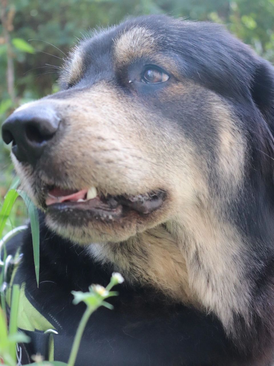 金61阿拉斯加61毛 作为一只金毛和阿拉斯加的串,长得还行吧