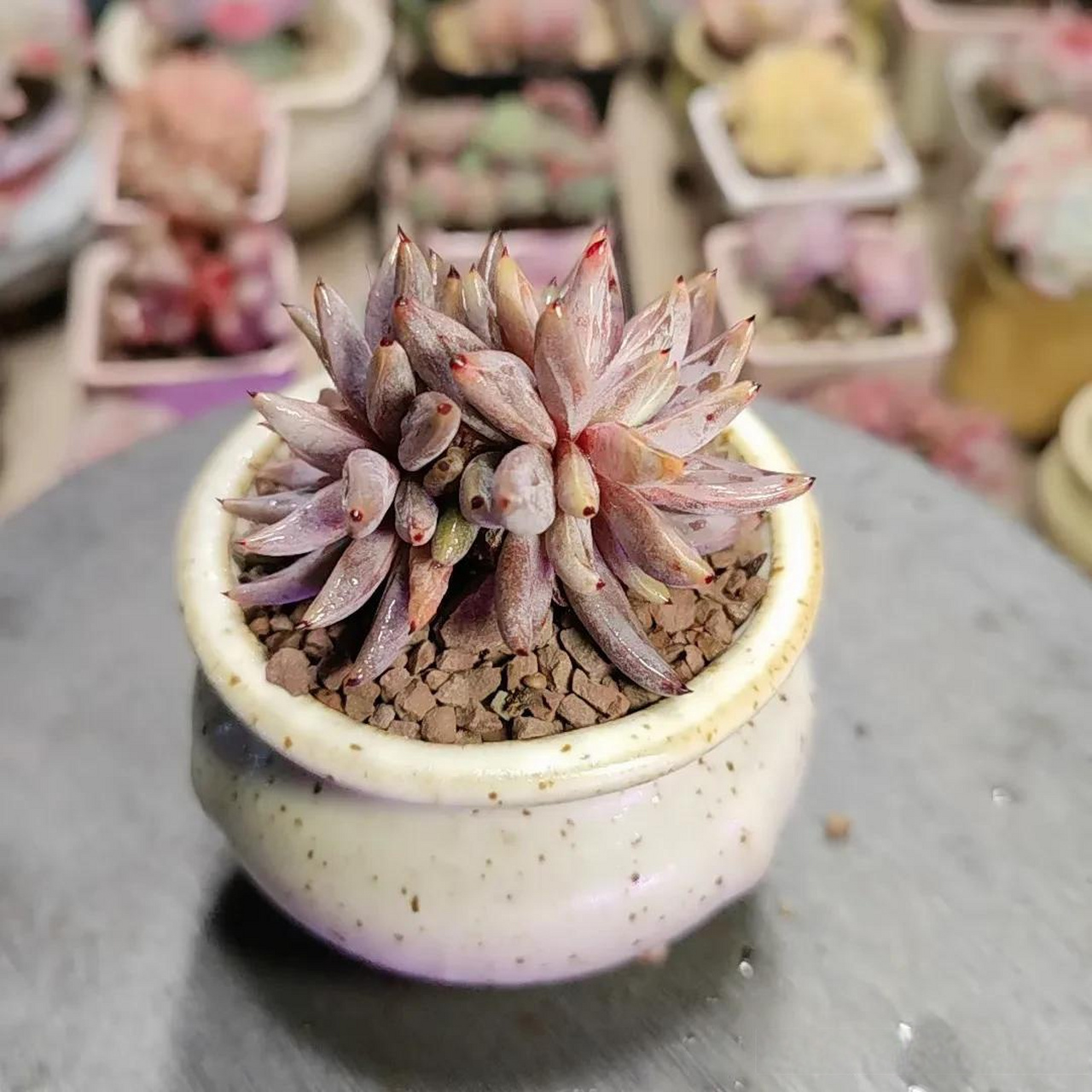 每天分享一种多肉 魔爪,暗黑色系的肉肉,也是我比较喜欢的品种,可惜我