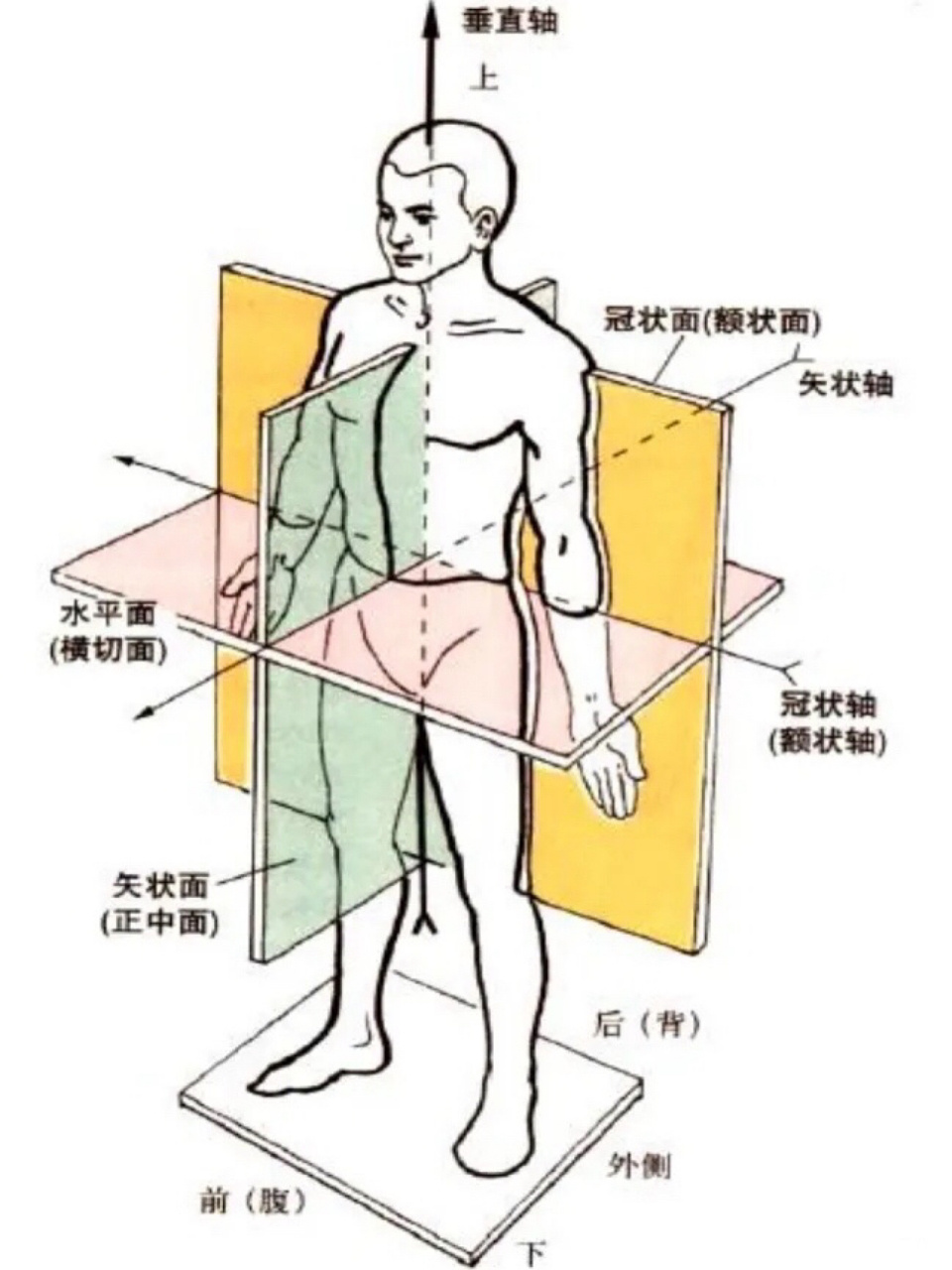 人体的轴和面图解图片