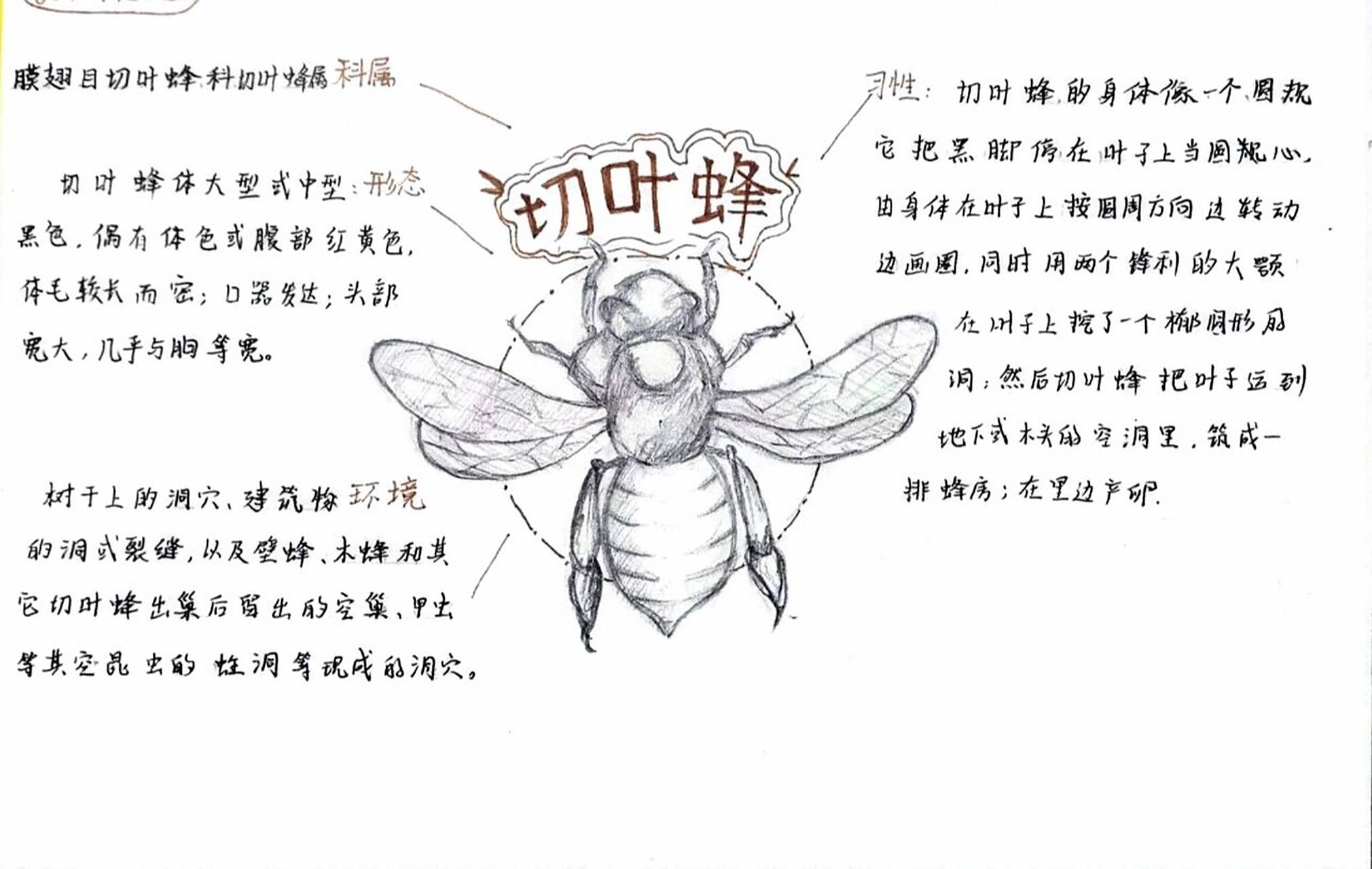 切叶蜂怎么画简笔画图片