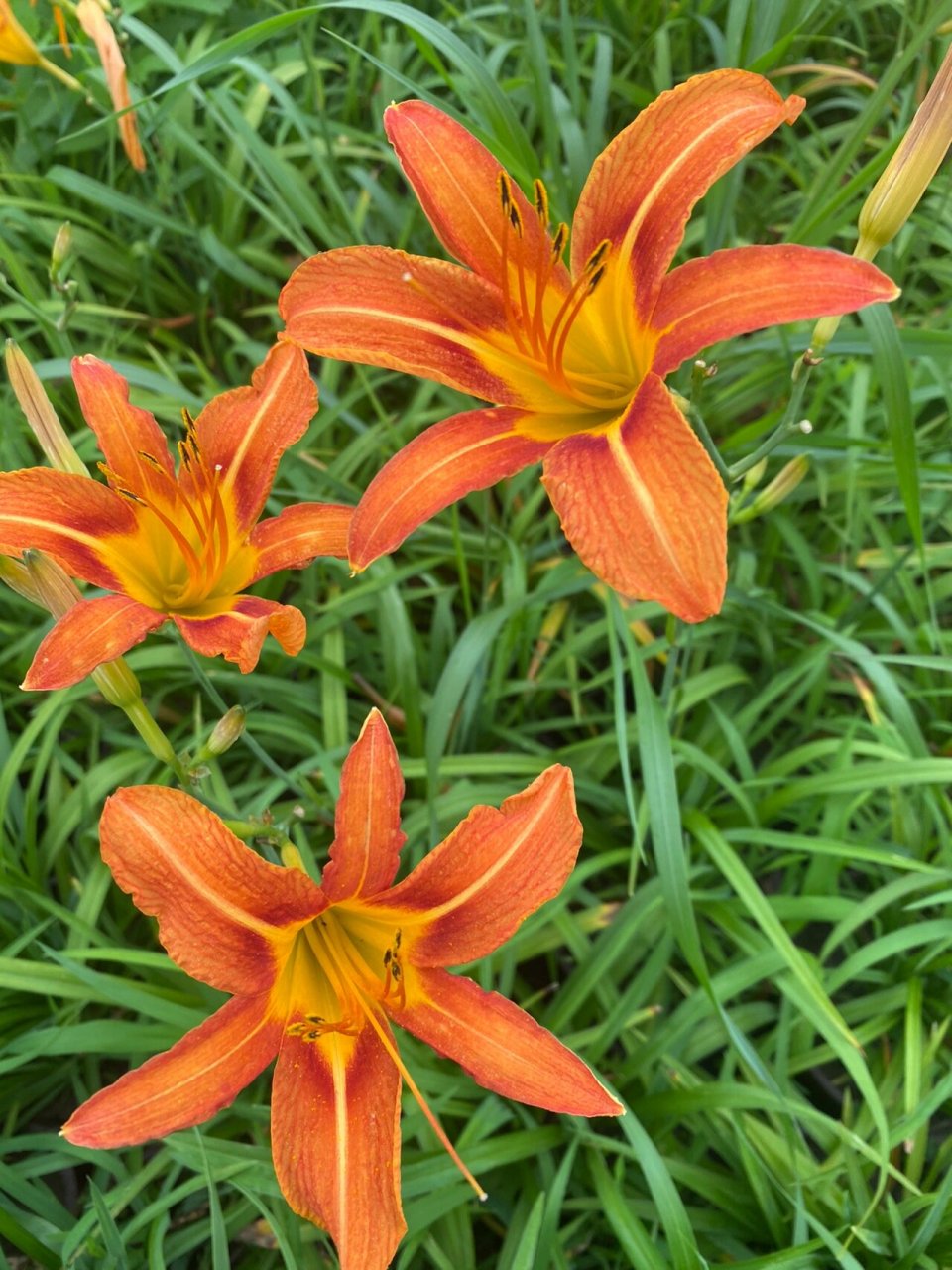 美丽的萱草花 萱草属植物,花期5～7月,花色艳丽,花姿优美,不过在赏花