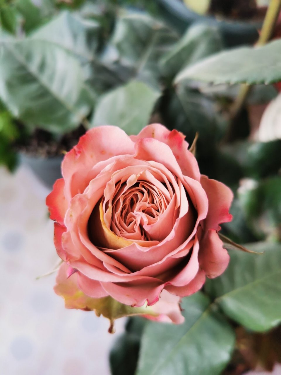 卡布奇诺月季 切花品种多头到惊人,一束强笋上面有8个花包,将中间的