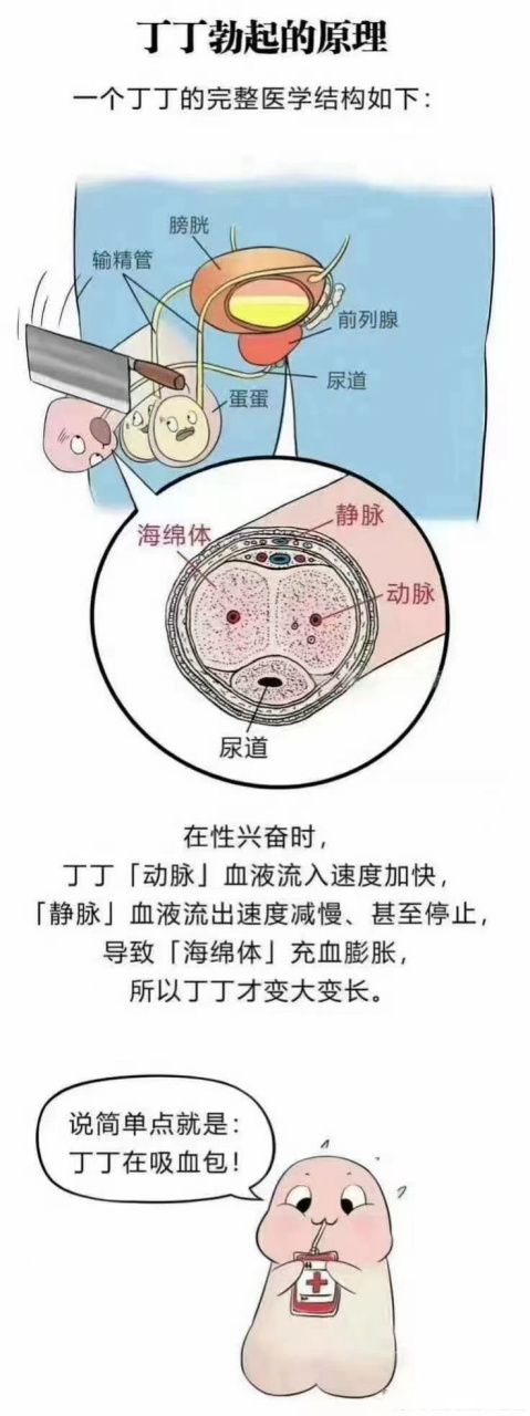 男性性功能分布图图片