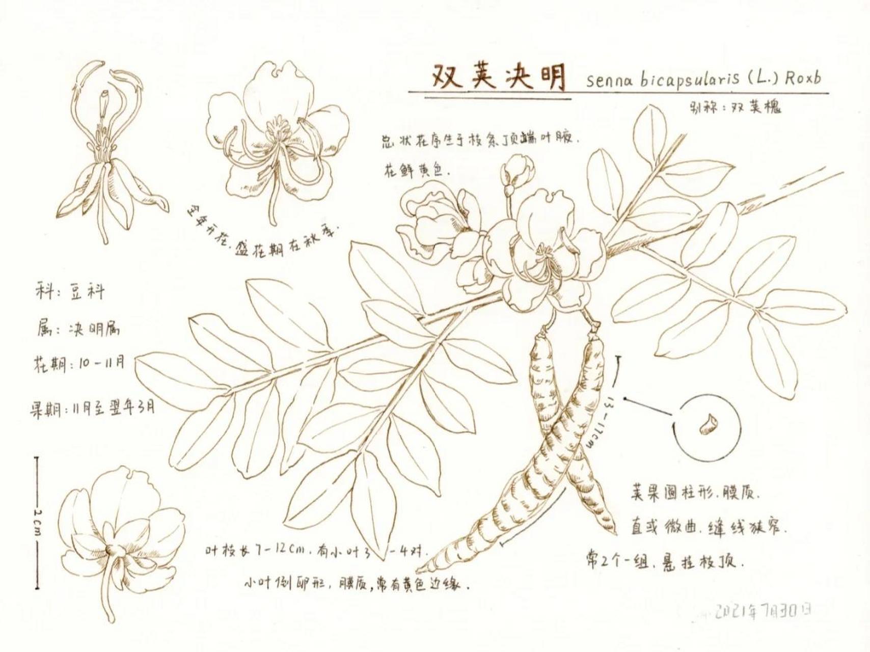 槐树叶画法图片