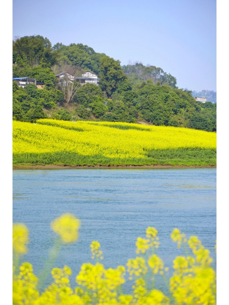 泸州市区油菜花图片