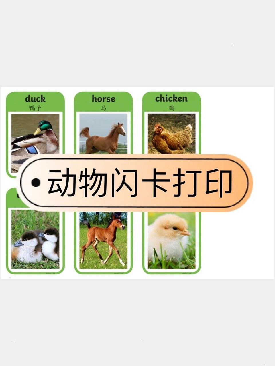 动物闪卡 启蒙英语卡片 可爱的闪卡,安排起来呦 	 #不花钱的早教资源