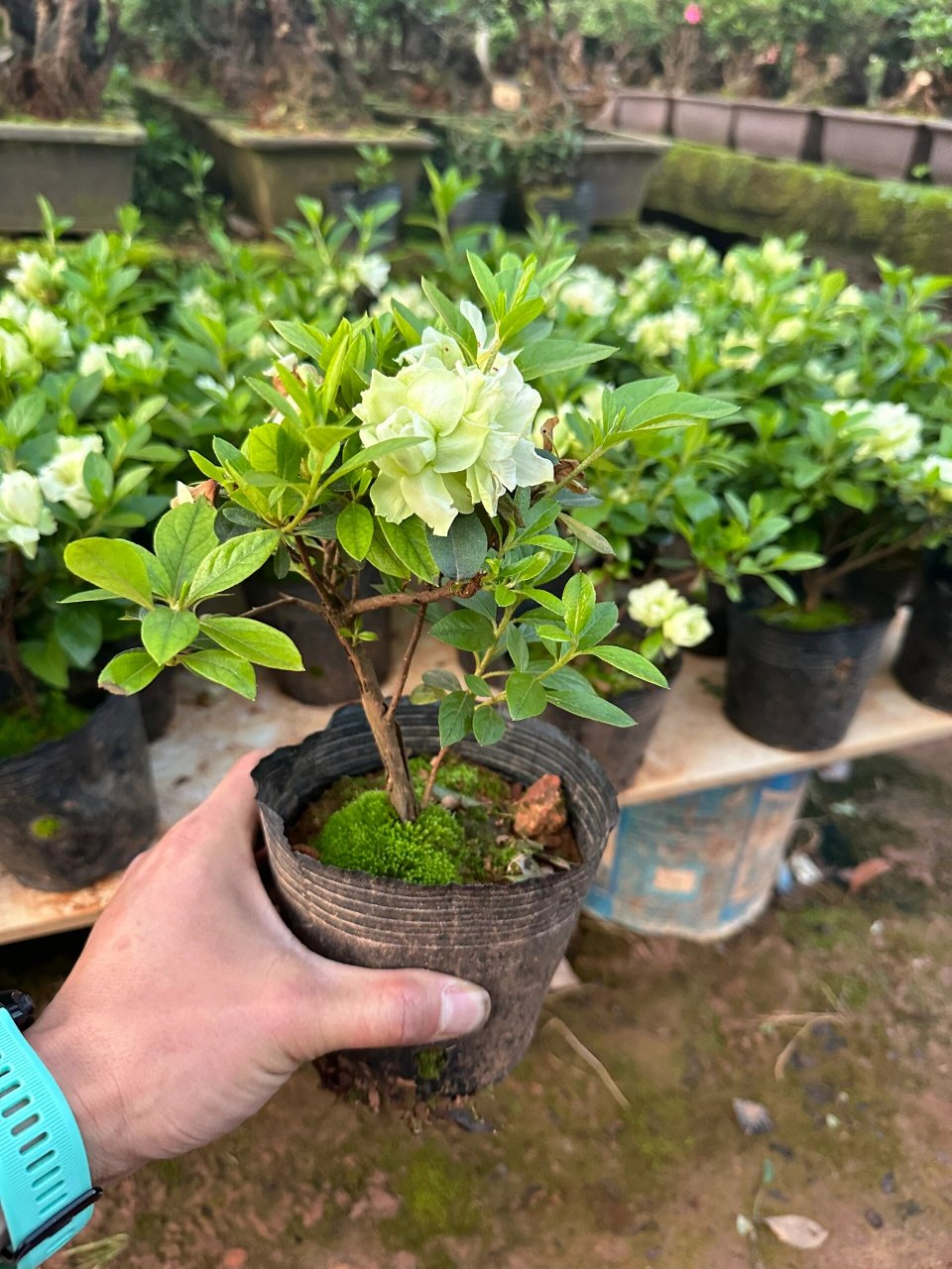 绿色光辉杜鹃原生苗 可地栽培植,花镜微景观布景,可换瓷盆做年功!
