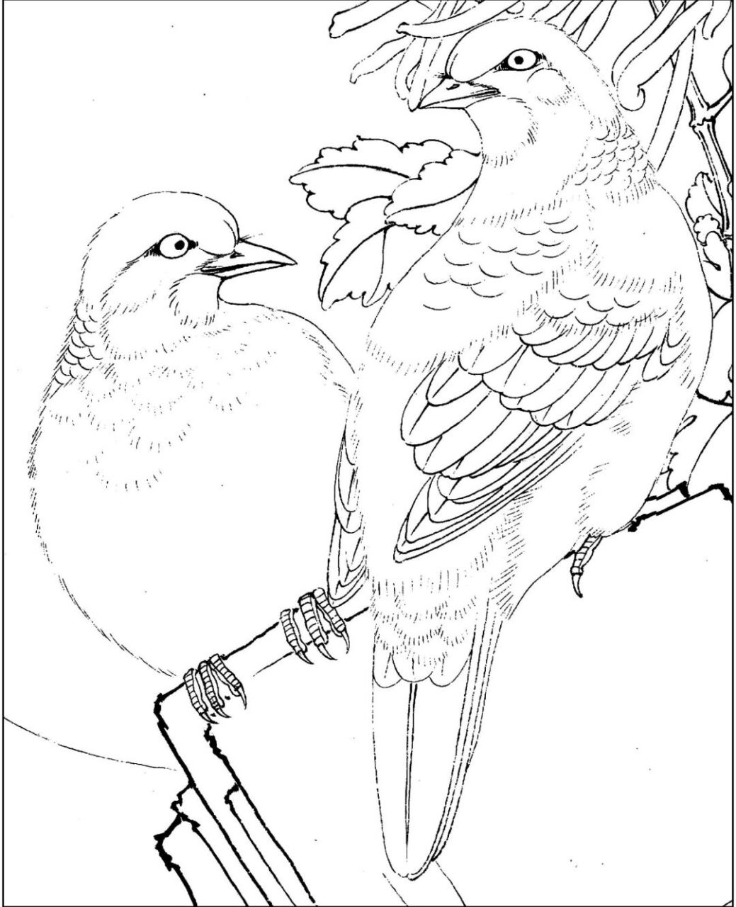 工笔画步骤分享(鸟类设色步骤——斑鸠) 概述:斑鸠为中国常见鸟类.