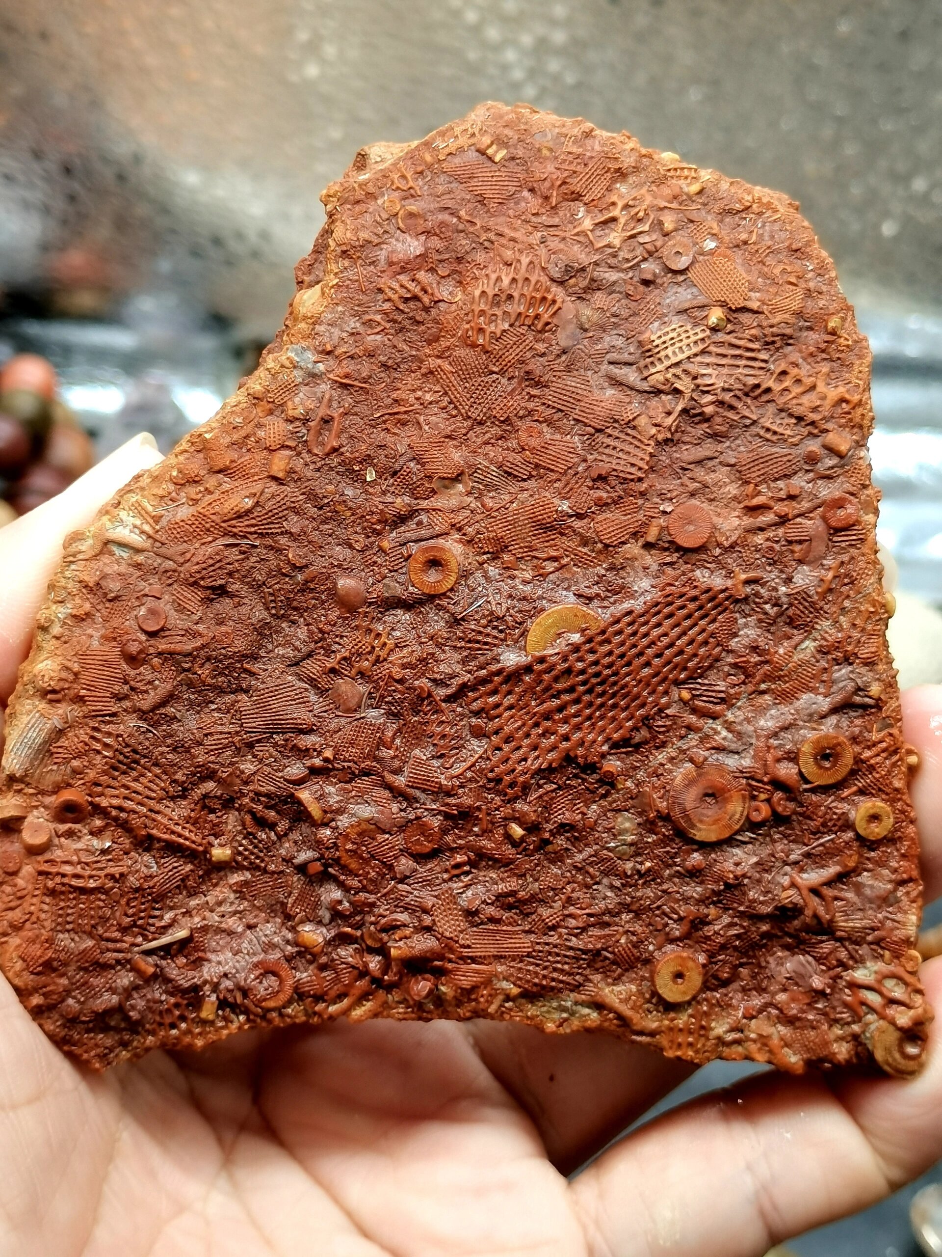 古生物化石 史前苔藓虫化石 68 来自几亿年的苔藓虫化石摆件 喜欢的