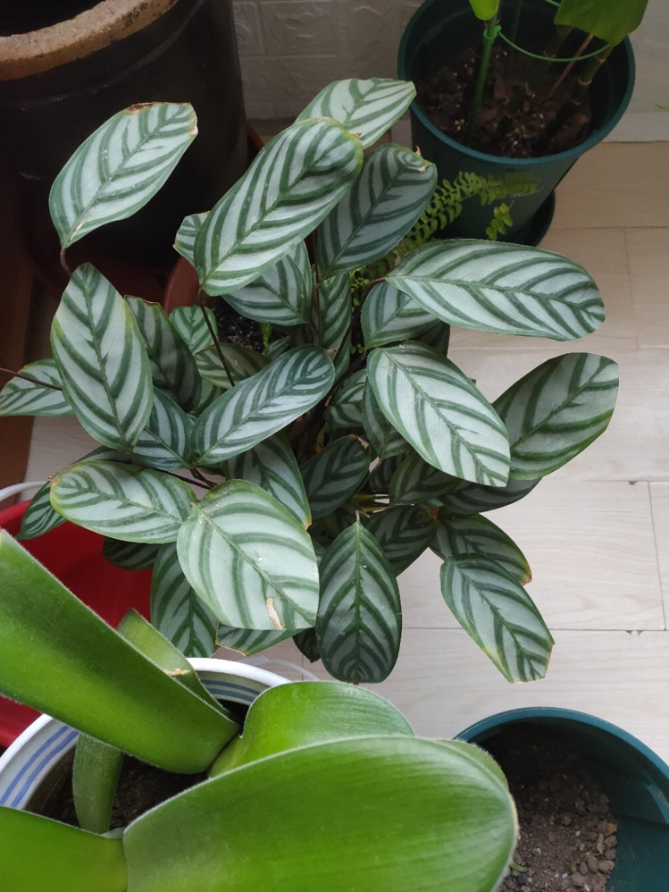 北方超好养绿植——新飞羽竹芋 这棵竹芋是去年12月花了五元从花市