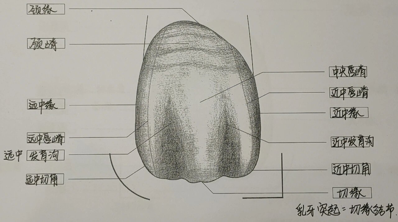 中切牙牙体形态11