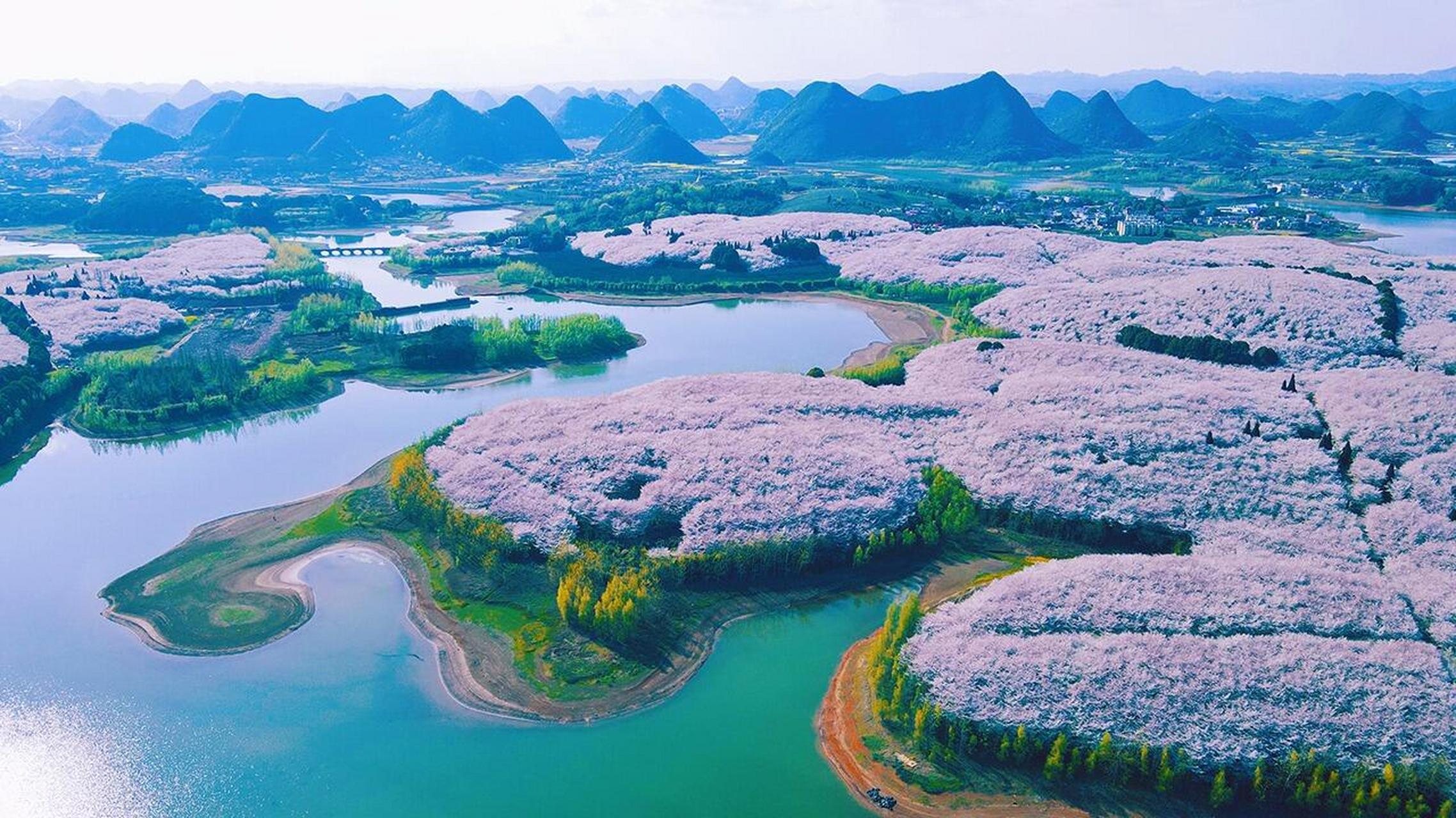 贵阳平坝农场樱花图片