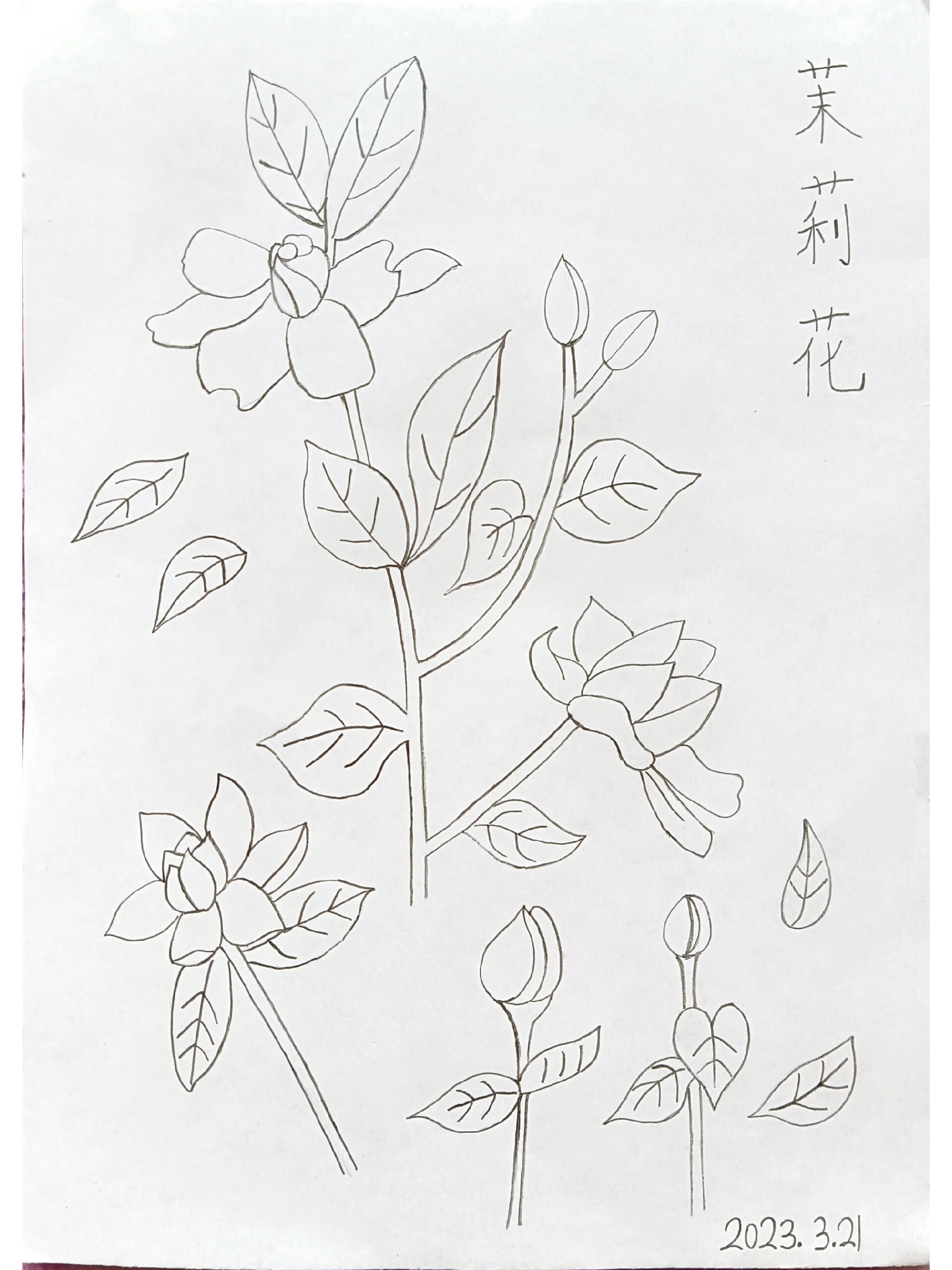 临摹简笔画 茉莉花