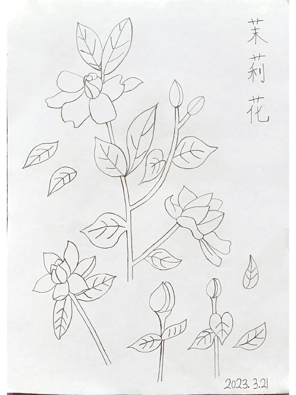 临摹简笔画:茉莉花