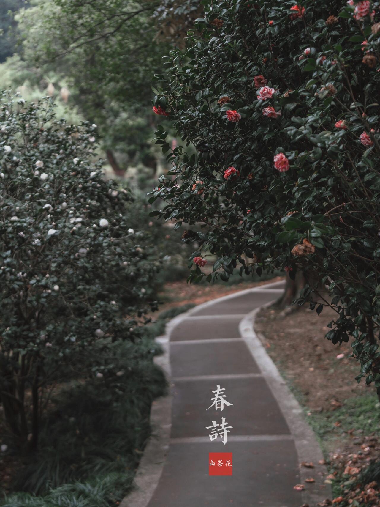 华南植物园茶花园图片