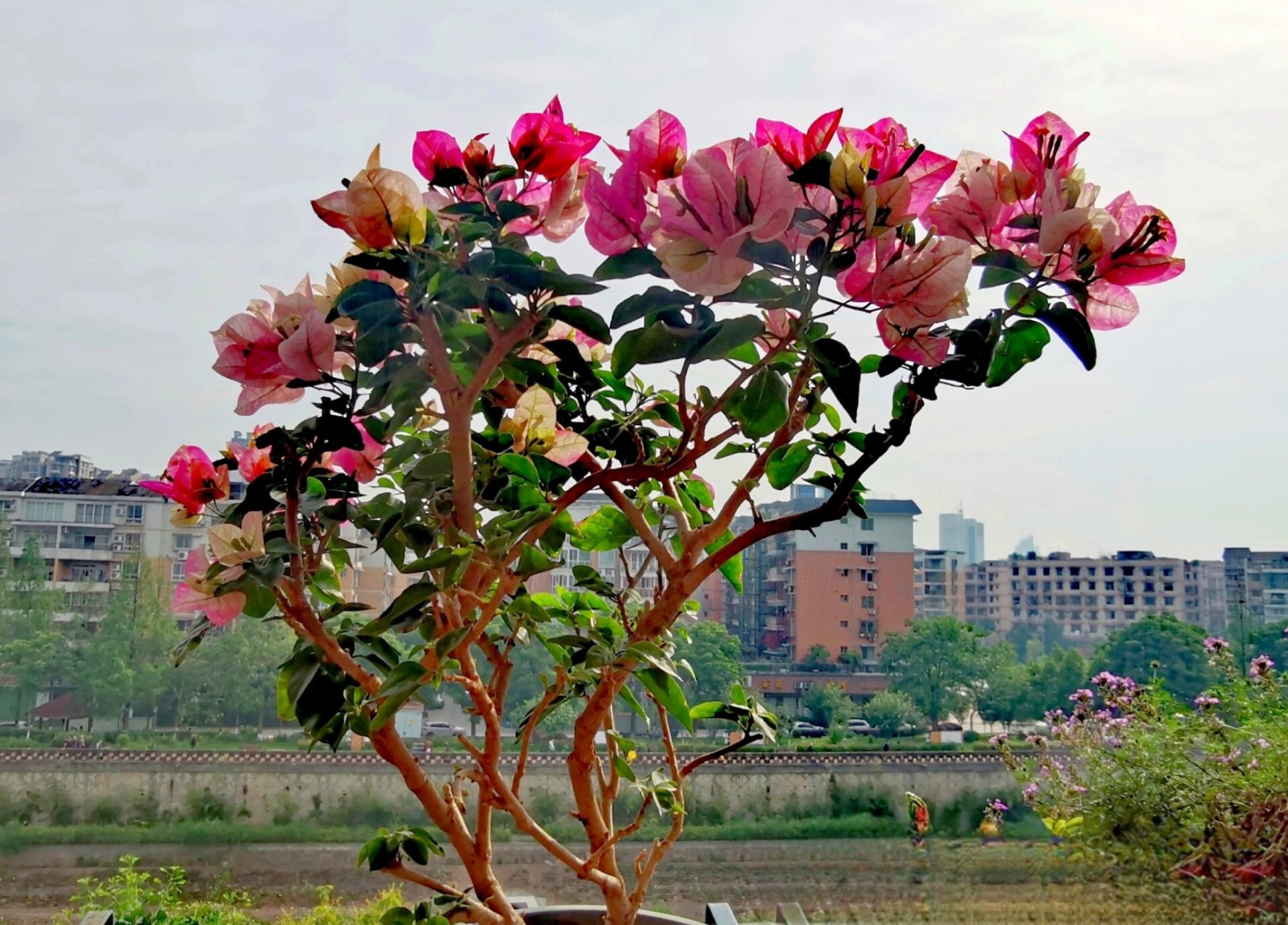 三角梅:末代皇帝? 末代皇帝么?记不得去年入手的啥品种了