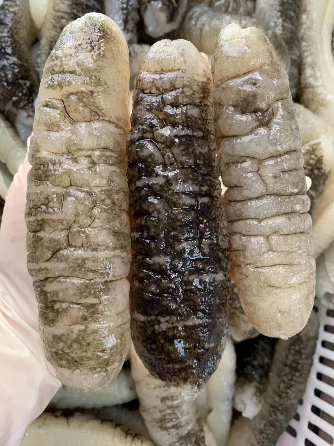 80头非洲明秃参 肉质肥美的明秃参,天然野生海参,营养价值很高,口感好