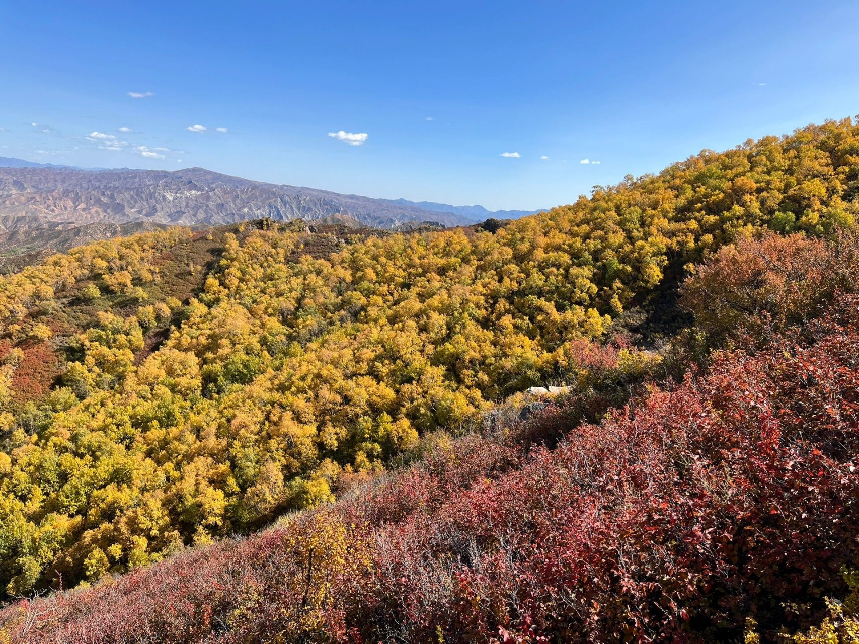 包头马鞍山|秋意浓,宜登高望远 秋山如妆,满山红遍,层林尽染.