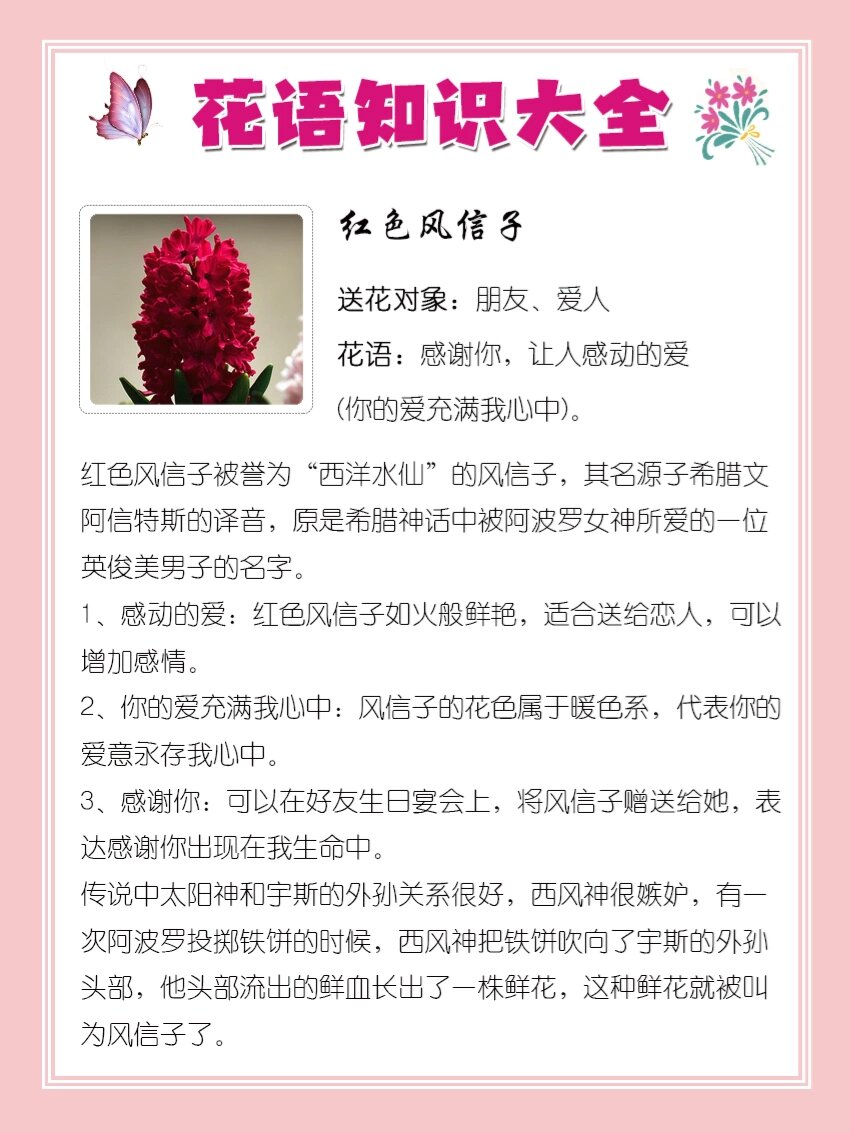 6195红色风信子花语