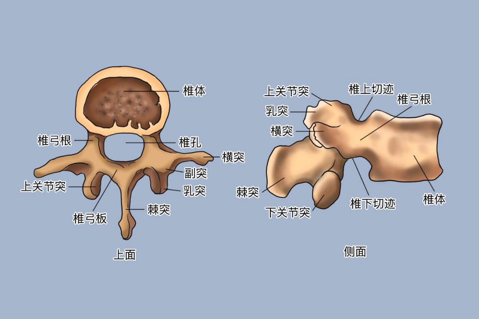 椎体粗壮,每一节腰椎均包括椎体与椎弓,对人体负重,产生生理弯曲等均