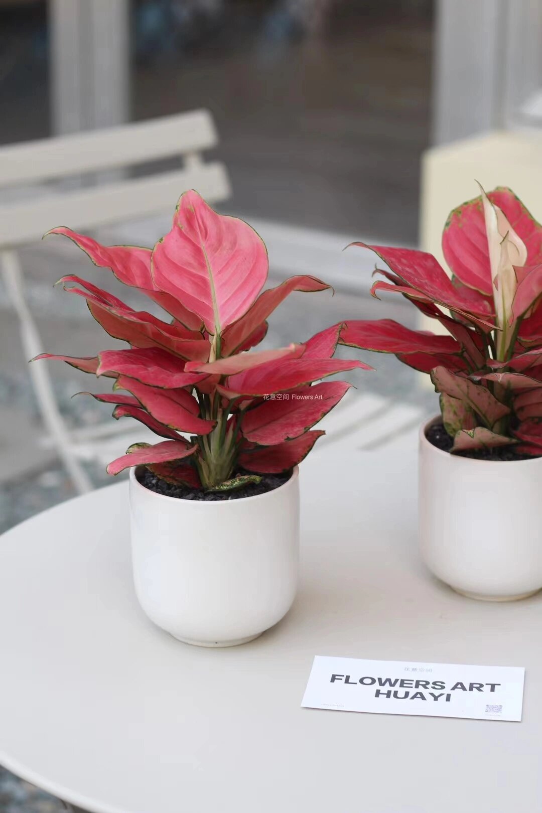 吉利红 小众特别少女心的盆栽 它是观叶植物,观赏价值高,名字寓意煤 