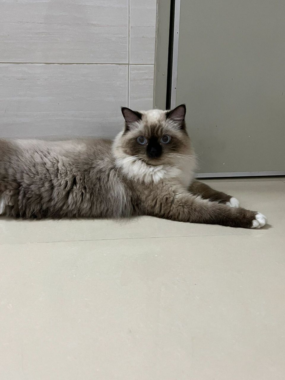 今天又被人说这是长毛暹罗猫?