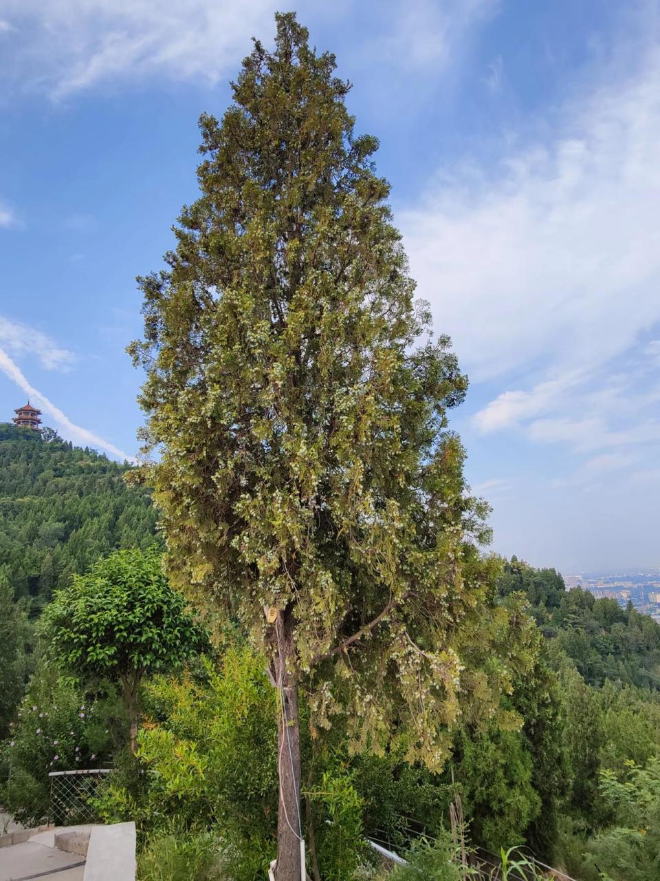 三门峡陕州区, 高阳山上的松柏, 在晨光的照耀下, 苍翠挺拔.