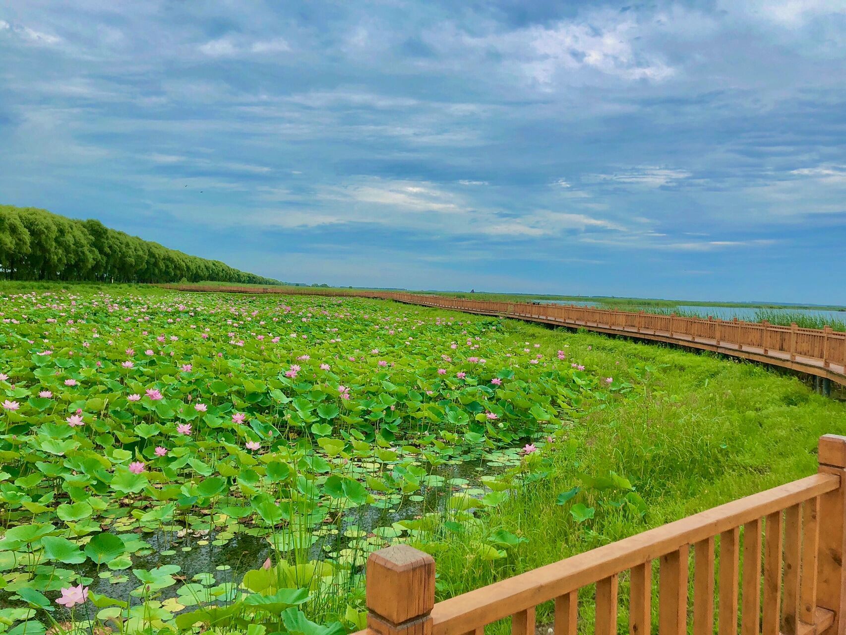 郊游98|富锦湿地公园 99位置:富锦湿地公园 08交通:从佳木斯