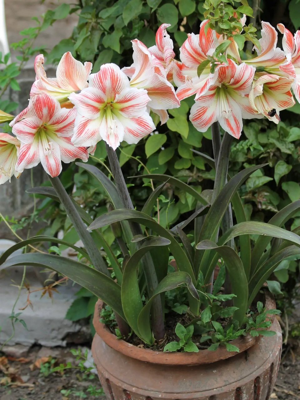 朱顶红-纵缟华胄|一颗两三块的"土朱"赢很大 【中文名】纵缟华胄/土白