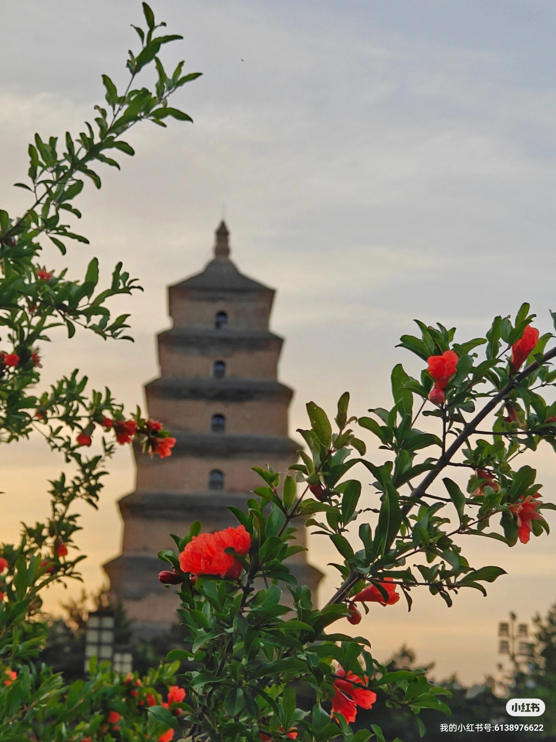 西安的市花图片