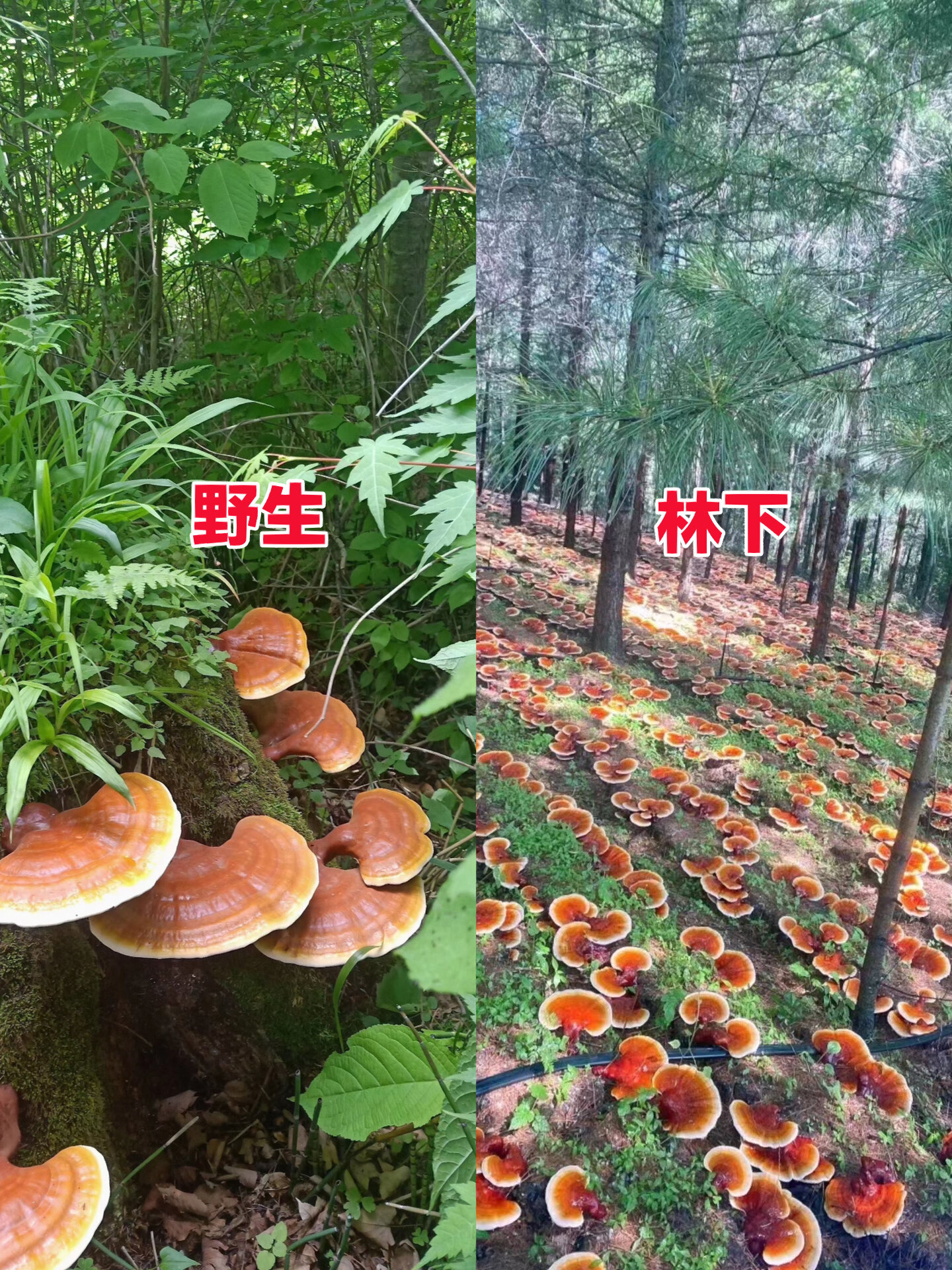 松树灵芝图片功效图片