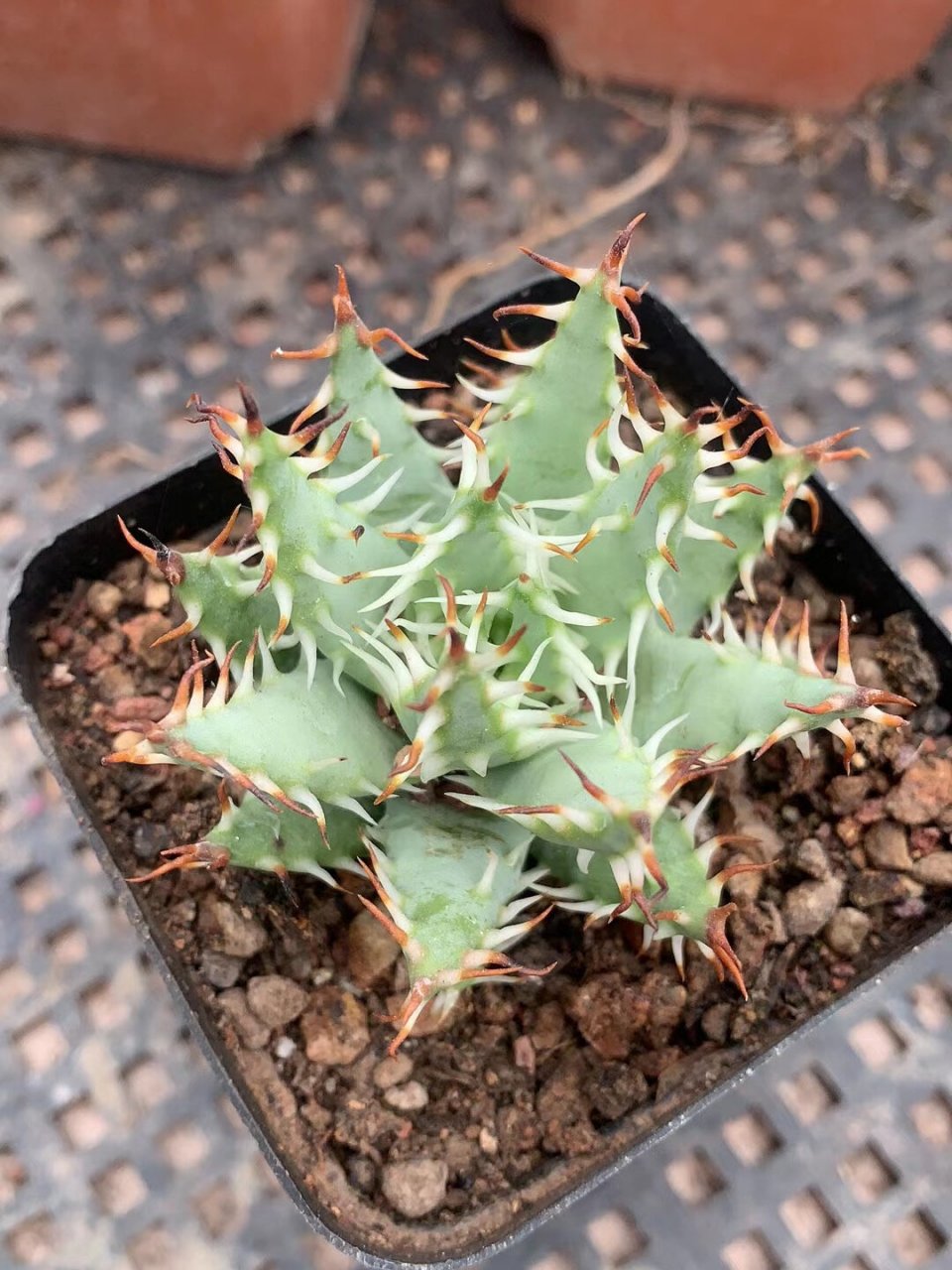 一生中要经历三次"变化"的芦荟-黑魔殿 这里说的变化是他的刺的颜色