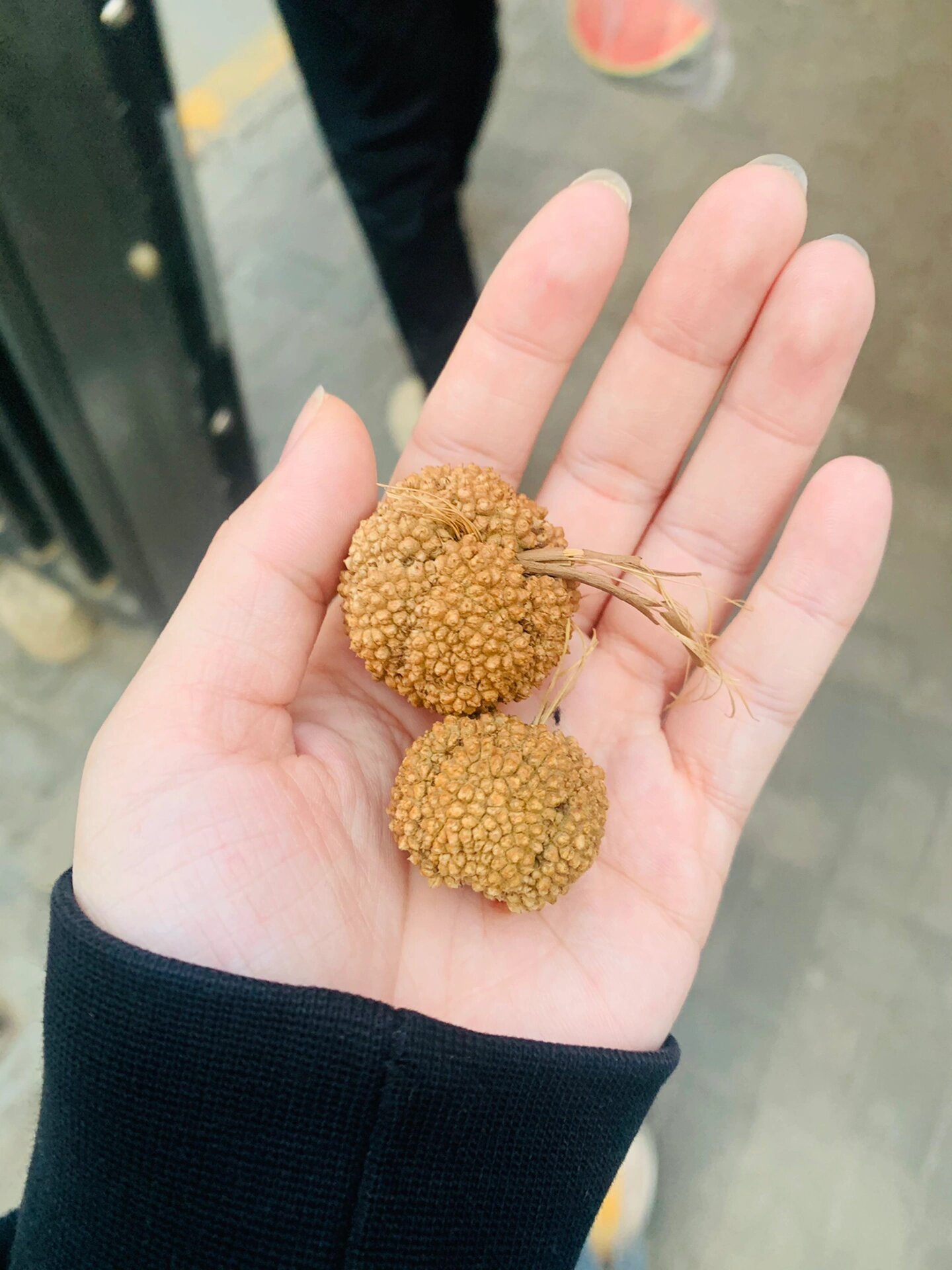 原来梧桐树的果子长这样