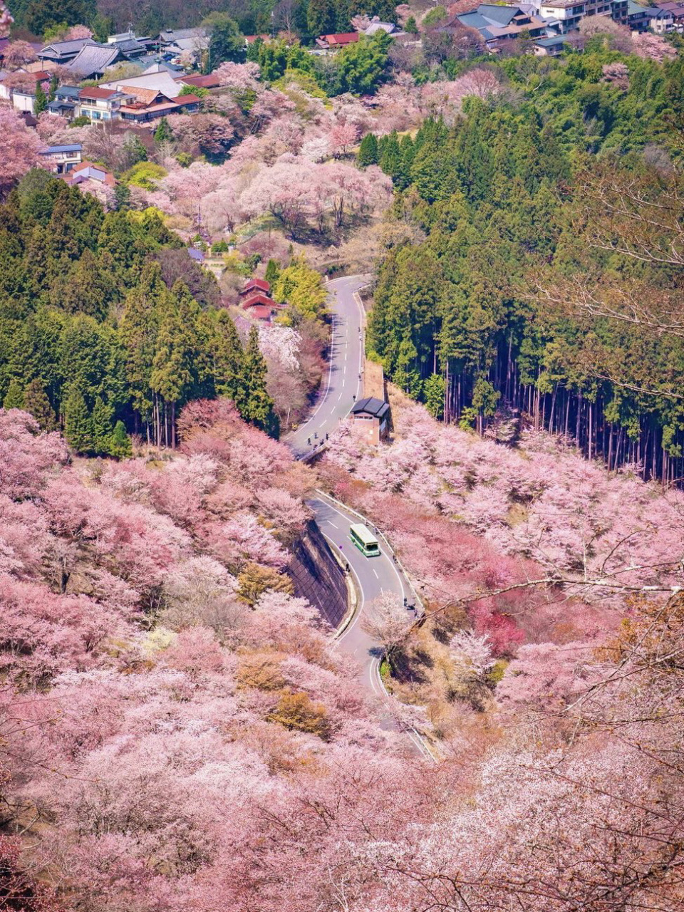 日本樱花圣地吉野山94三万株樱花要开好了 在日本,鲜少有哪里的樱花