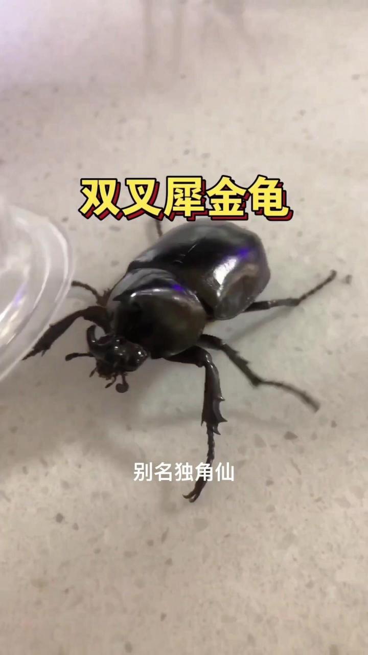 天牛vs独角仙泰坦图片