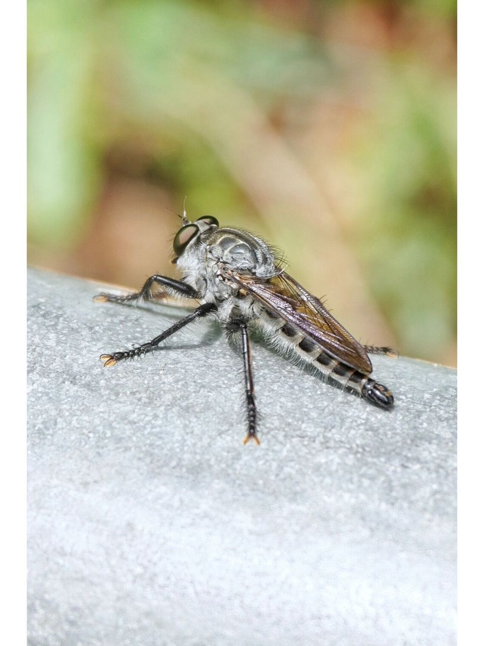 虻(meng)你们见过吗