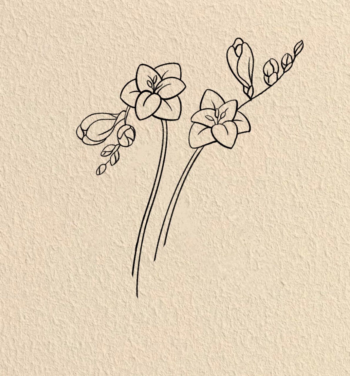 99零基础学画画|小苍兰步骤图 #画画的日常# #笔记灵感# #画画# #简