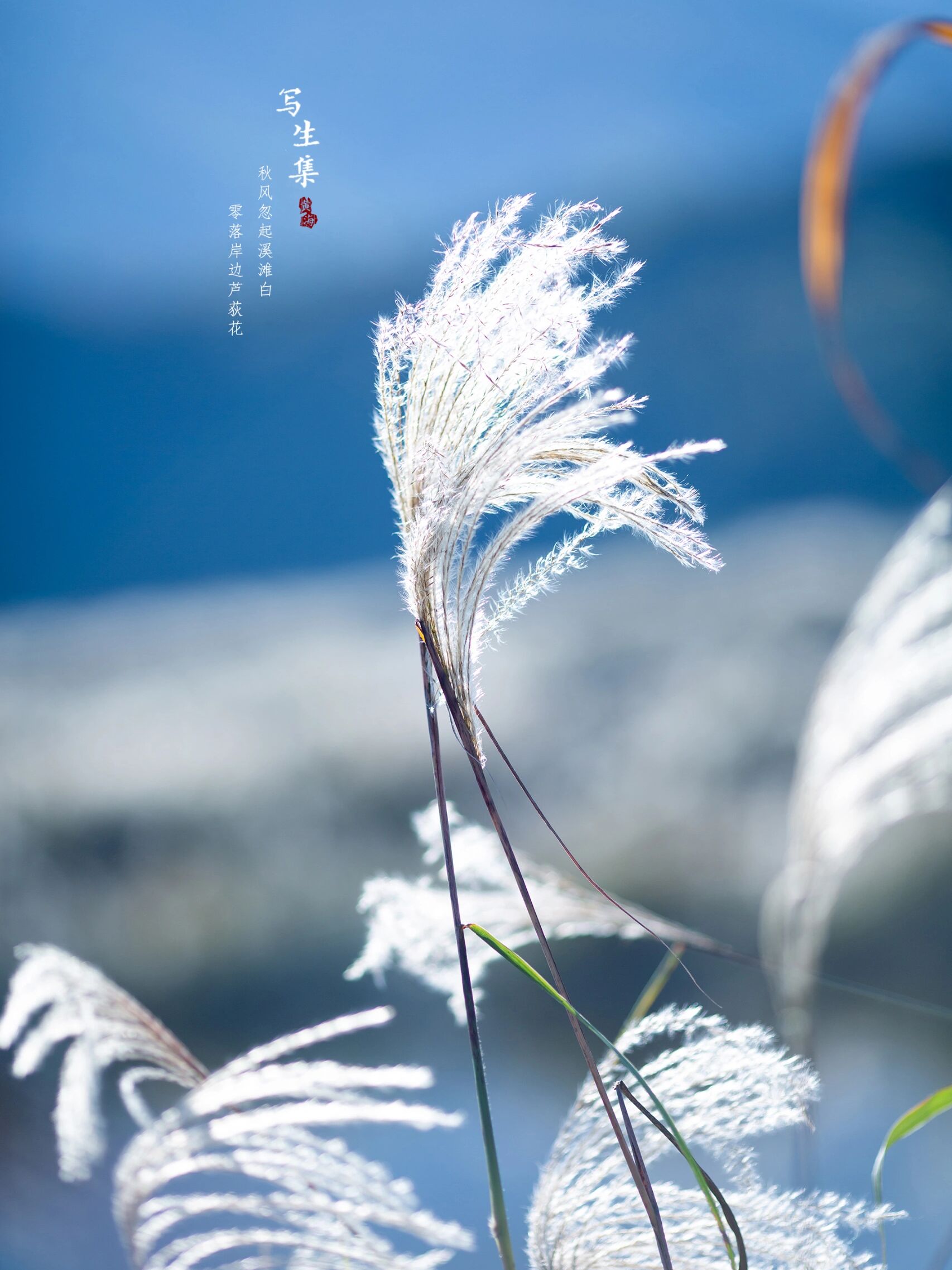 芦荻 芦花图片