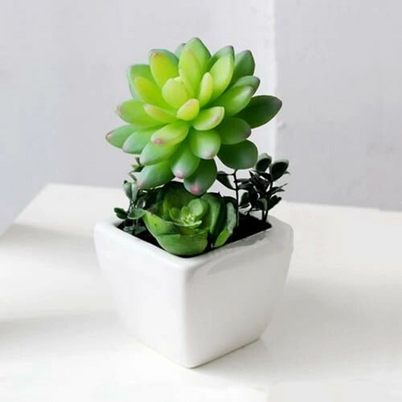 家养植物的6大好处 1.