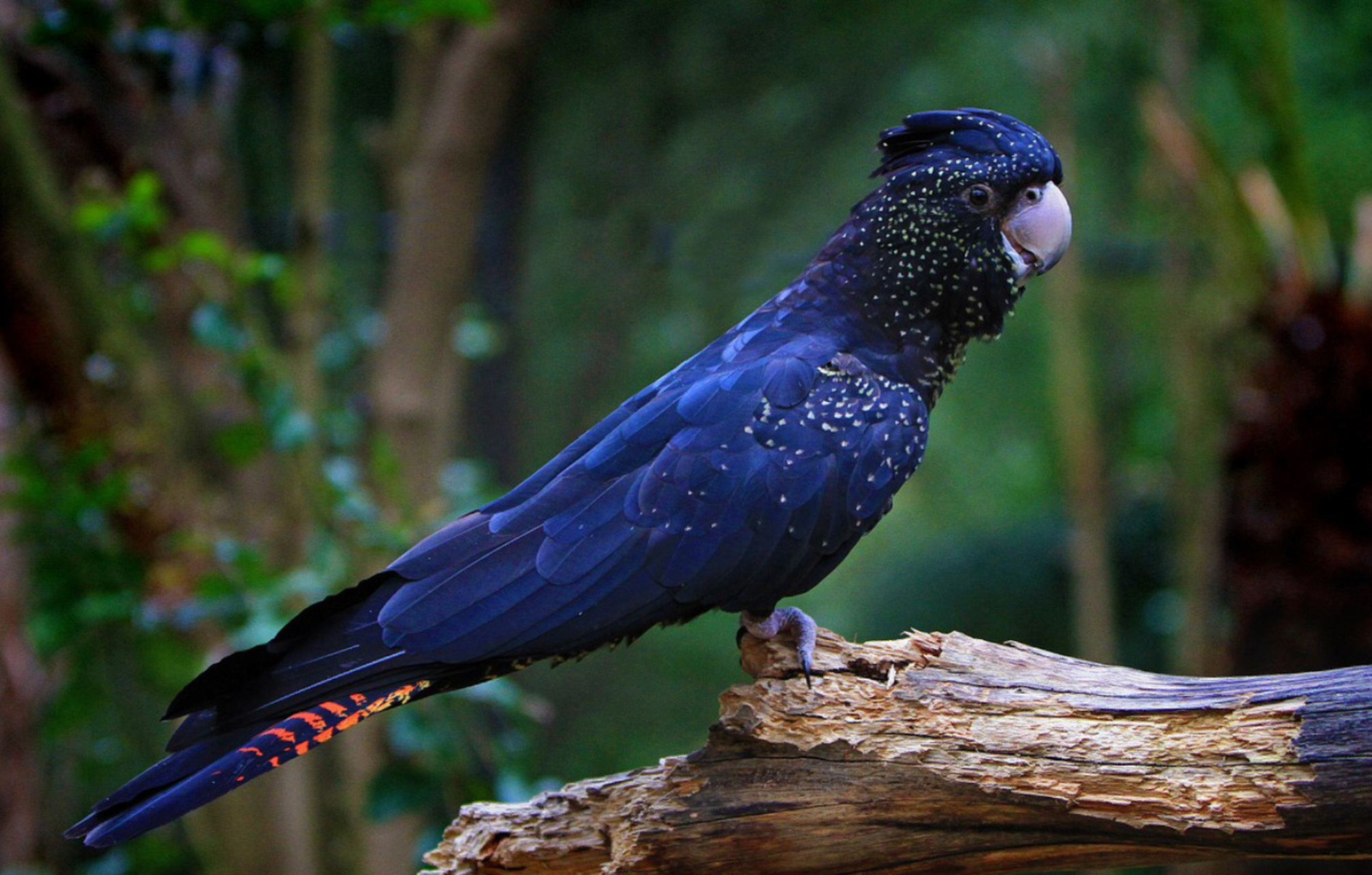 96名称:鹦鹉 96别名:鹦哥 96分类:动物界,脊索动物门,鸟纲,今鸟