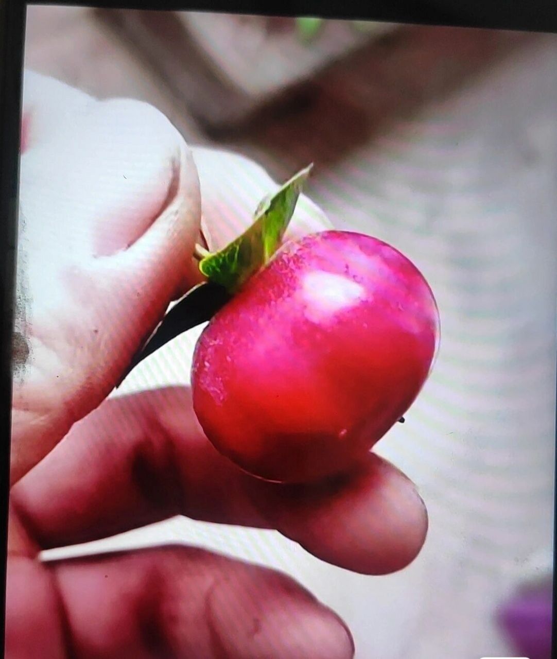 金弹子名贵品种繁星血红南瓜果,优质品种 金弹子繁星(血红南瓜果),本