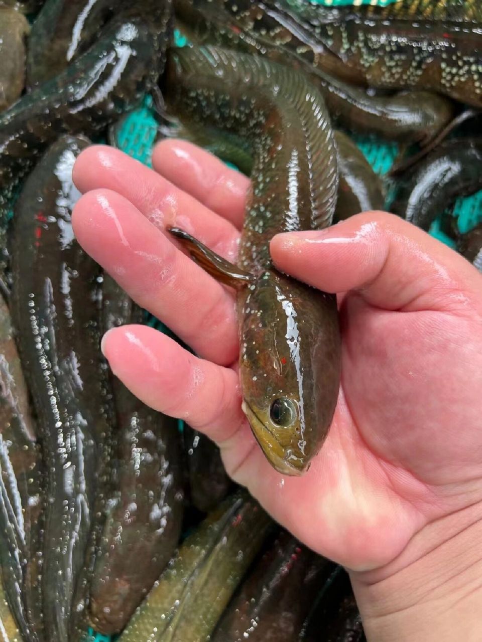 七星鱼(养公),山斑鱼,熬汤十分到位