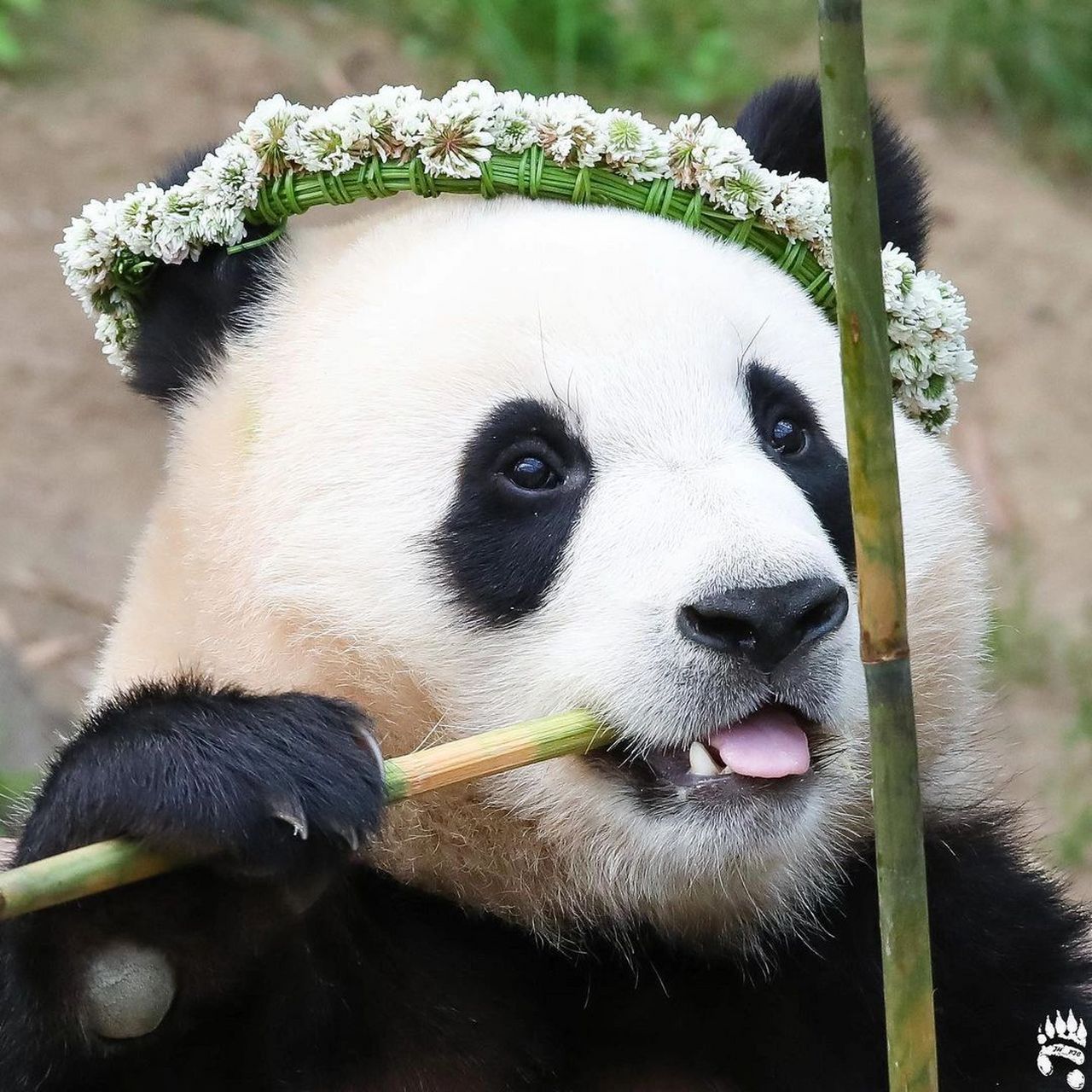 戴花环的爱豆福 这是我特别喜欢的福宝照片之一,很像签售会现场戴着