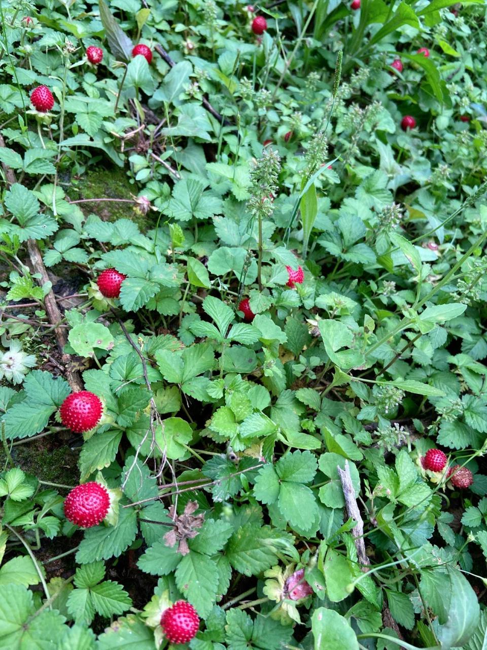 蛇泡真的能吃么? 蛇泡真的能吃么?