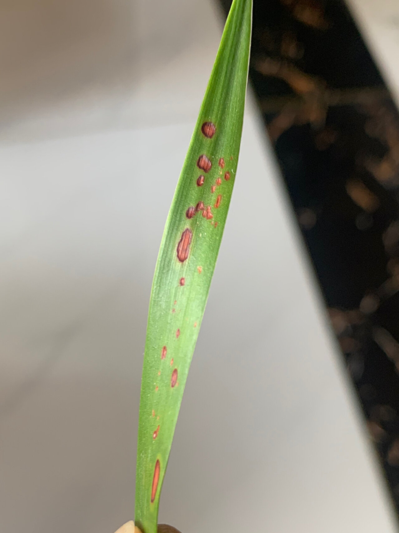 龙血树叶片发黄发黑怎么拯救 新买回不到一个月的龙血树,前面在家99