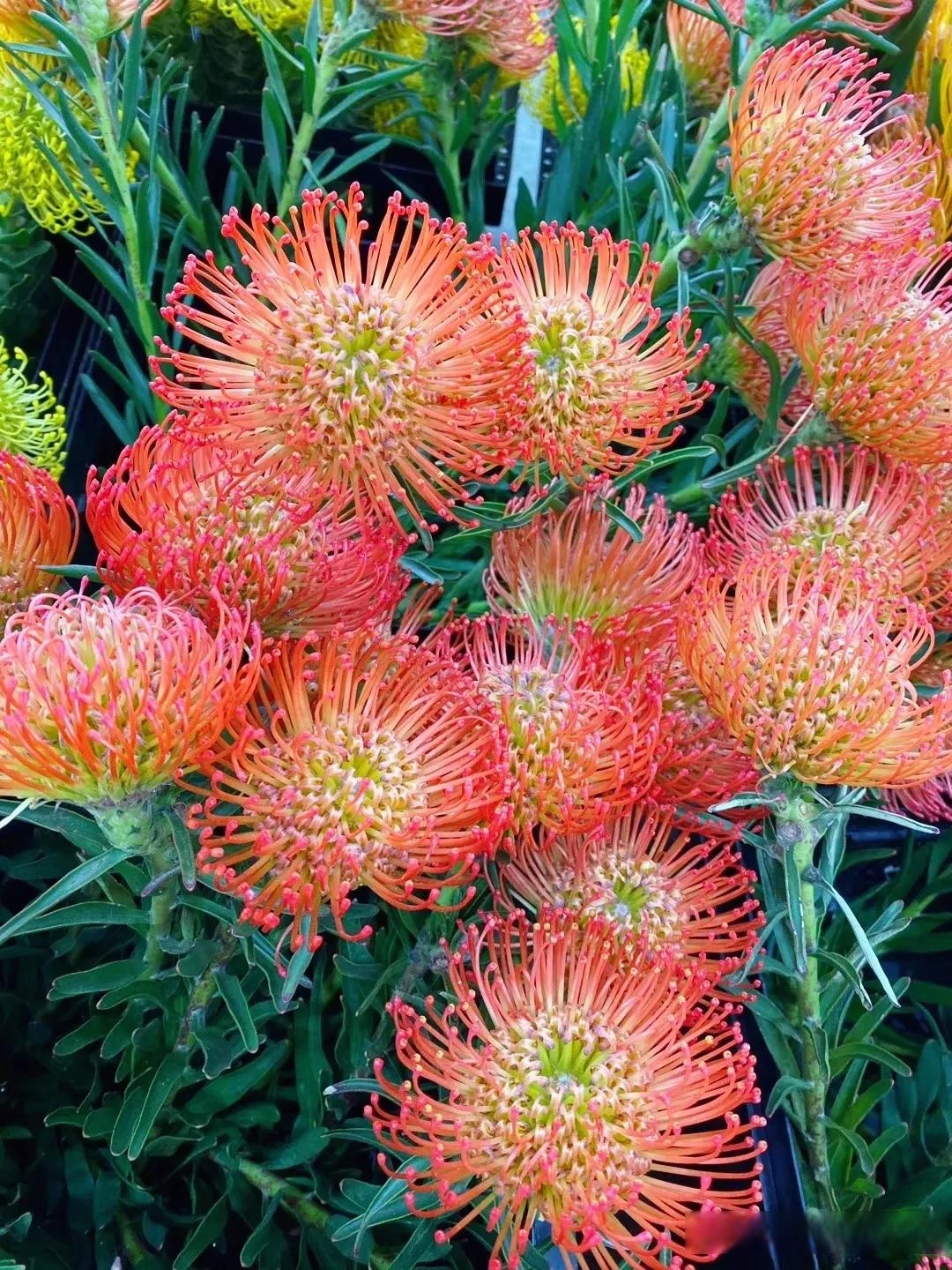 针垫花山龙眼科针垫花属常绿灌木植物.主要分布非洲的南部.